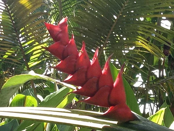 Velký Červený Tropický Květ Lese — Stock fotografie