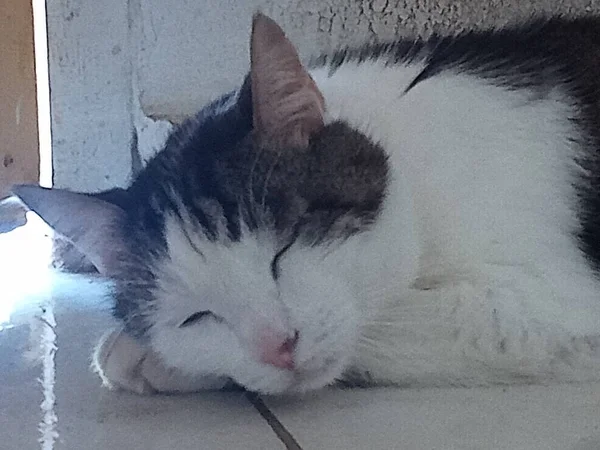 Retrato Belo Gato Preto Branco Adormecido — Fotografia de Stock