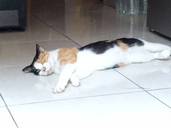 Krásná Trikolóra Kočka Spí — Stock fotografie