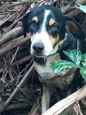 Güzel siyah beyaz bir köpeğin portresi.