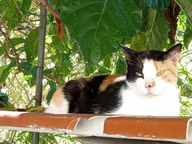 Çok renkli güzel bir kedinin portresi.