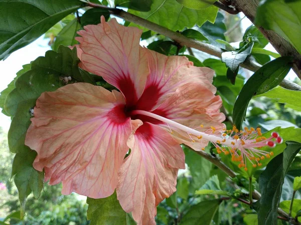 一种大的粉红色芙蓉热带花 — 图库照片