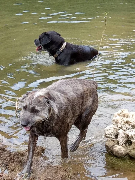 两只狗在水里玩耍 — 图库照片