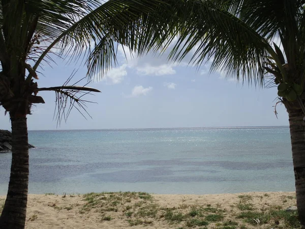 棕榈后面是白色的沙滩和蓝色的大海 — 图库照片