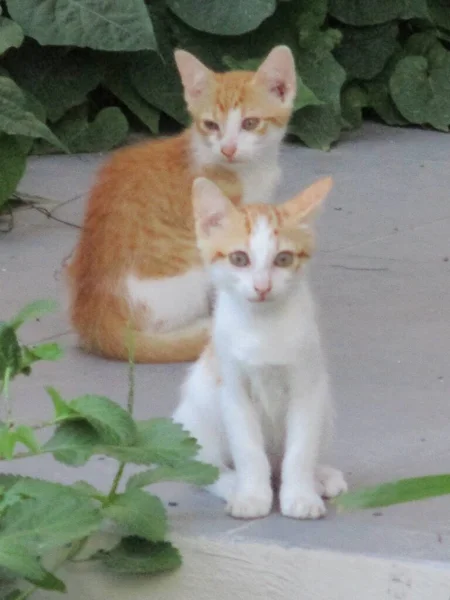 Two Small Ginger White Cats — Stock Photo, Image