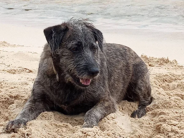 A small hairy dog lying on the beach