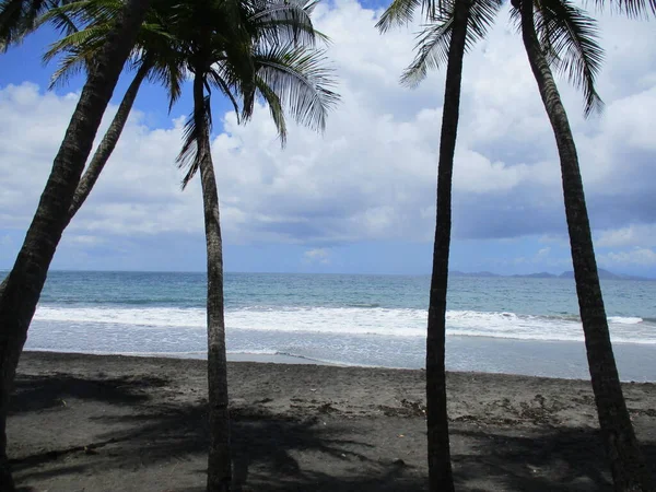 海滨的棕榈树 在大海前 — 图库照片