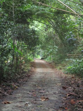 Yol, yemyeşil tropikal ormandan geçiyor.