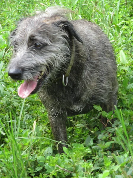 一只毛茸茸的小狗在草地上散步 — 图库照片