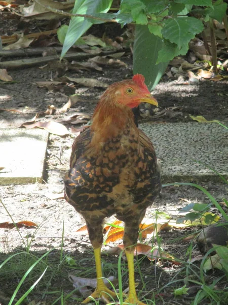 Ayam Kebun — Stok Foto