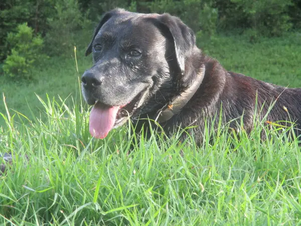 フィールドに横たわる美しい黒い犬の肖像画 — ストック写真