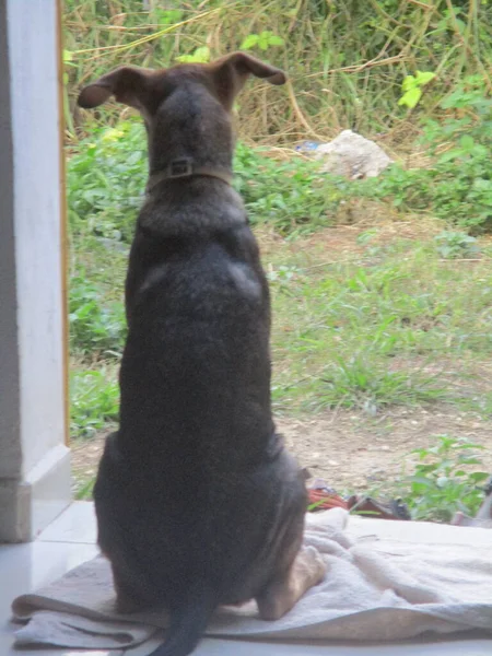 Genç Bir Köpek Bahçeye Bakıyor — Stok fotoğraf