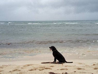 Deniz kıyısında oturan siyah bir köpek.