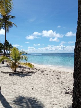 Turkuaz denizin önündeki beyaz kumsalda bir palmiye ağacı.