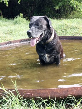 Suda oturan güzel siyah bir köpek.