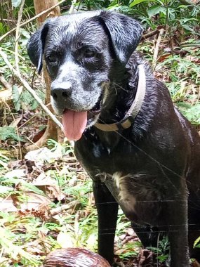 Ormanda oturan güzel siyah bir köpek.