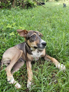 Genç bir köpek tarlada yatıyor.