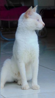 Genç beyaz bir kedi oturuyor.