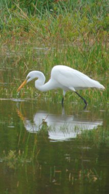 Göle beyaz bir balıkçıl yansıyor.