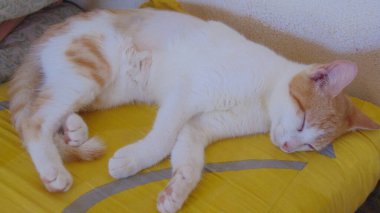 Genç bir kedi kestiriyor.