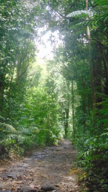 Bereketli tropikal ormandan geçen bir patika var.