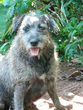 Ormanda oturan küçük kıllı bir köpek.