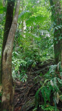 Yeşillik yağmur ormanlarından geçen bir patika.