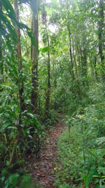 Yeşillik yağmur ormanlarından geçen bir patika.