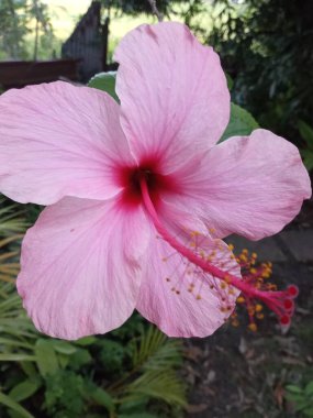 Güzel pembe bir amber çiçeği.