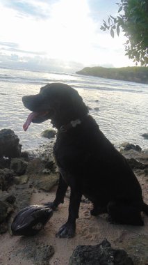 Güzel bir köpek denizin önünde oturuyor.