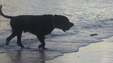 Denizden bir köpek çıkar.