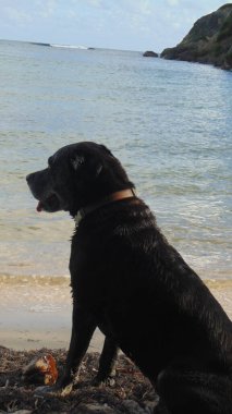 Sahilde denize bakan güzel siyah bir köpek.