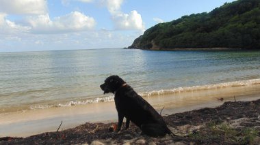 Sahilde denize bakan güzel siyah bir köpek.