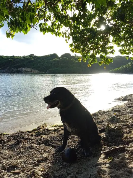 Gün batımında güzel siyah bir köpek kumsalda oturuyor.