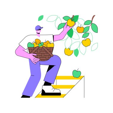 Elmalar karikatür vektör çizimlerini büyütüyor. Deneyimli çiftçi ağaçtan elma topluyor, tarım işi fikri, üretim sektörü, süreç vektör karikatürü hasat etme.