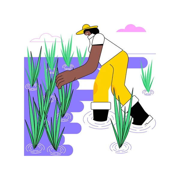 Rice Growing Isolated Cartoon Vector Illustrations Young Farmer Growing Rice — Image vectorielle