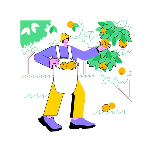 Citrus Φρούτα Καλλιέργεια Απομονωμένη Εικονογράφηση Φορέα Κινουμένων Σχεδίων Αγρότης Μαζεύει — Διανυσματικό Αρχείο