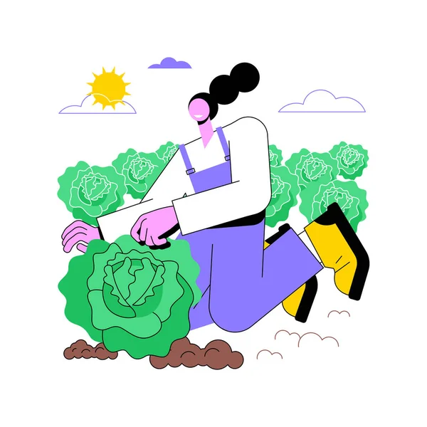 Cabbage Farming Isolated Cartoon Vector Illustrations Farmer Growing Cabbage Field — Image vectorielle