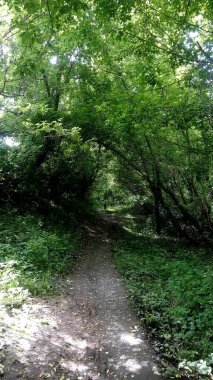 Yazın ormandaki güzel yeşil ağaçlar