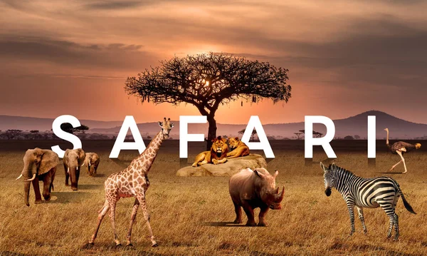 Large group of African safari animals composited together in a scene of the grasslands