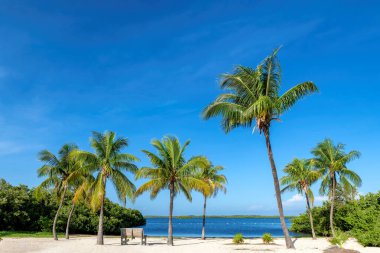 Florida 'daki Key Largo plajında Coco palmiyeleri ve tropikal denizi olan güneşli bir sahil..