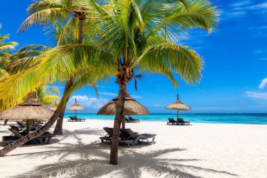 Tropik plaj. Plaj şemsiyeleri tropikal sahilde palmiye ağaçları ve Mauritius Adası 'ndaki tropikal deniz..