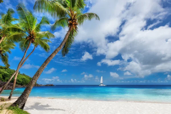 Paradicsom Strand Pálmafákkal Vitorlással Trópusi Tengeren Jamaica Szigetén Karib Tengeren — Stock Fotó
