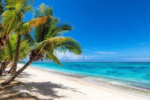 stock image Exotic coral beach with palm trees and and tropical sea in Mauritius island. Summer vacation and tropical beach concept.