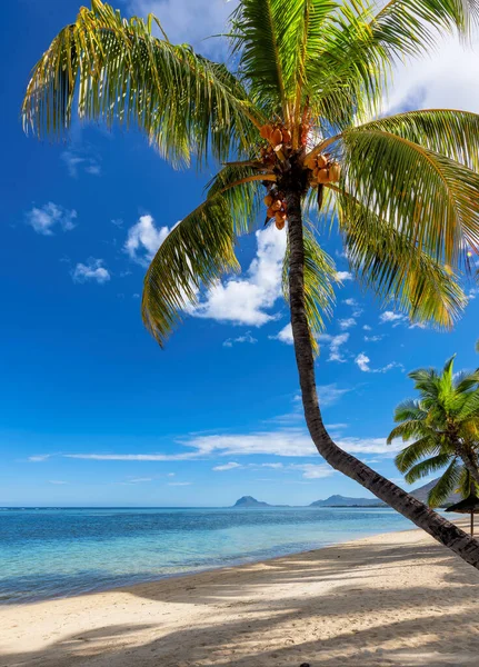 Tropical Sandy Beach Coco Palms Shadows Sand Turquoise Sea Tropical — Stock Photo, Image