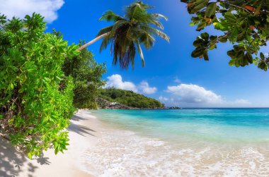 Hindistan cevizi palmiyeli ve turkuaz denizli güneşli beyaz kumsal. Yaz tatili ve tropikal plaj konsepti.