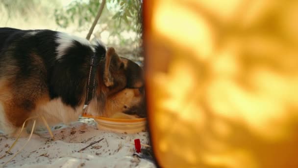 オレンジテントのサンドキャンプ場でシリコンの餌やりのボウルから食べるかわいい面白いウェルシュコーギー犬のクローズアップ 空腹の犬はすべての食べ物を食べ 彼の口と皿をなめる — ストック動画