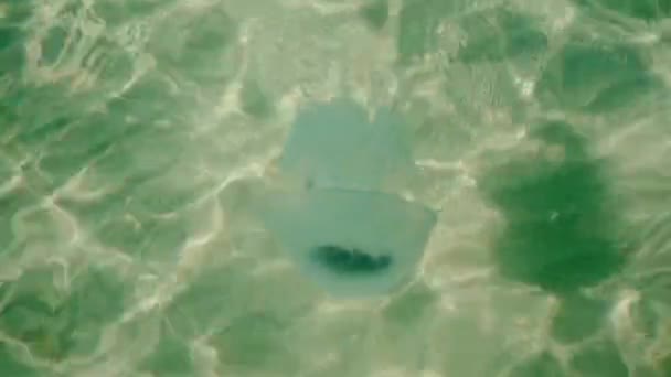 Огромная Голубая Медуза Плавает Чистой Зеленой Воде Черного Моря — стоковое видео