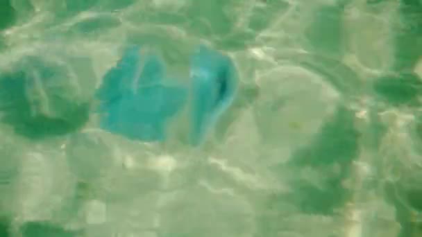 Ogromny Niebieski Meduzy Pływa Czystej Zielonej Wodzie Morza Czarnego — Wideo stockowe