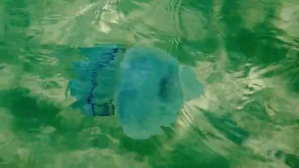Hatalmas Kék Medúza Úszik Tiszta Zöld Víz Fekete Tenger — Stock videók